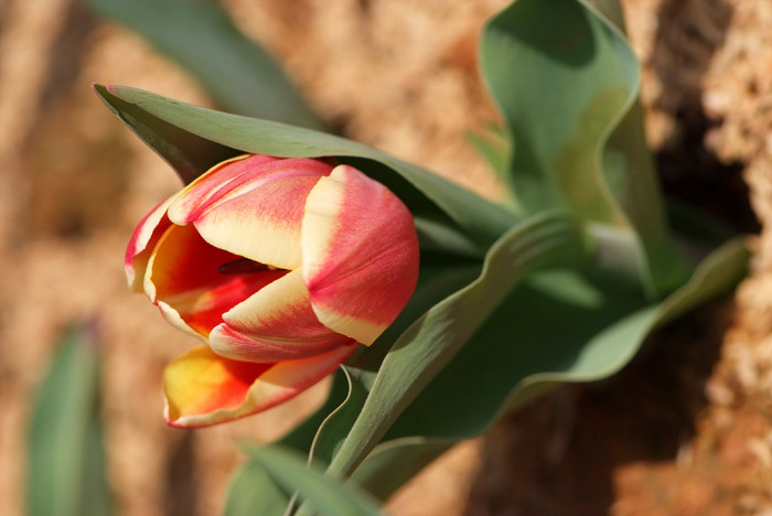 튤립 - Tulip, Tulipa gesneriana