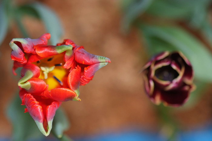 튤립 - Tulip, Tulipa gesneriana