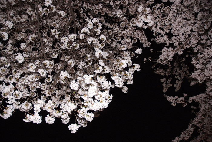 벚나무 - Prunus serrulata var. spontanea (Maxim.) E.H.Wilson