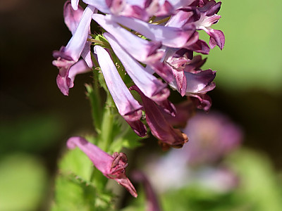 자주괴불주머니 사진 - Corydalis incisa (Thunb.) Pers. Photos