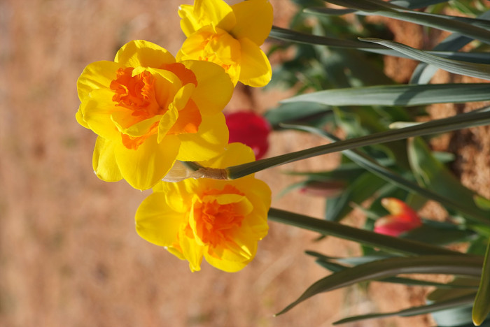수선화 - daffodil, Narcissus tazetta var. chinensis