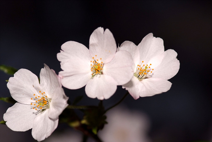 벚나무 - Prunus serrulata var. spontanea (Maxim.) E.H.Wilson