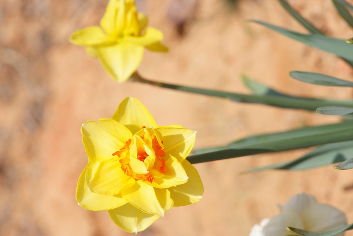 수선화 - daffodil, Narcissus tazetta var. chinensis