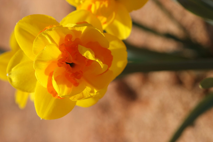 수선화 - daffodil, Narcissus tazetta var. chinensis