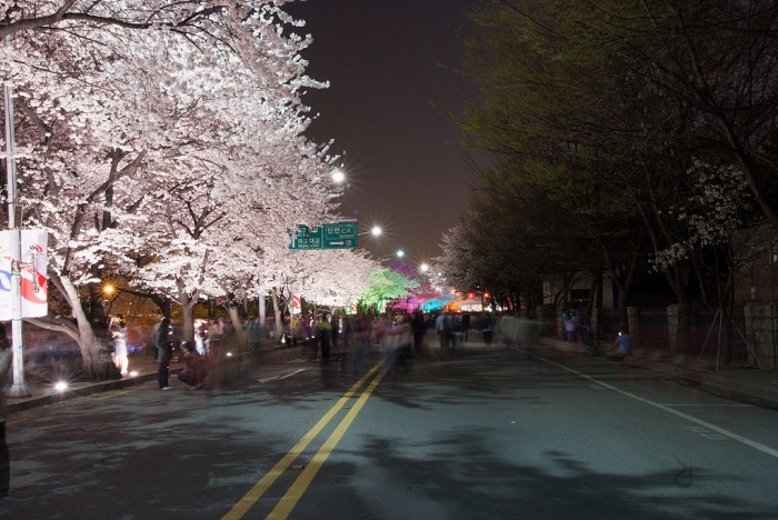 벚나무 - Prunus serrulata var. spontanea (Maxim.) E.H.Wilson