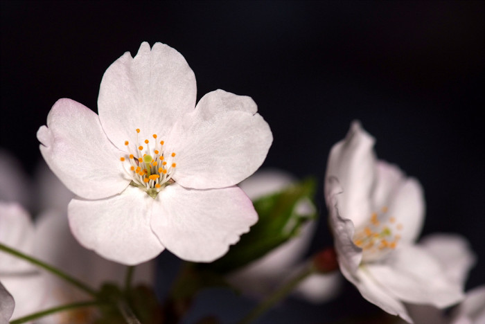 벚나무 - Prunus serrulata var. spontanea (Maxim.) E.H.Wilson