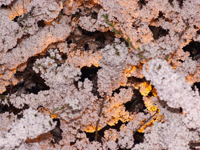 벚나무 사진 - Prunus serrulata var. spontanea (Maxim.) E.H.Wilson Photos