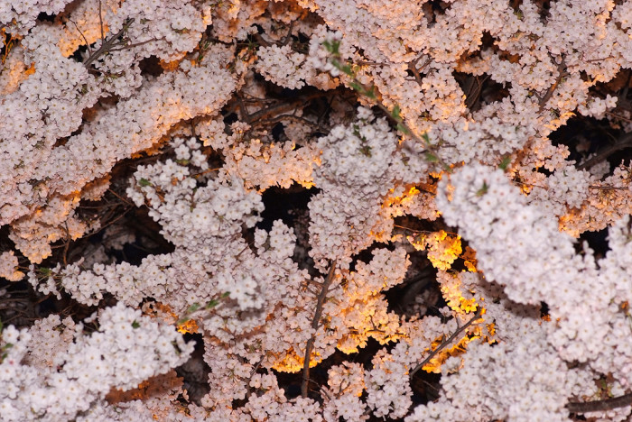 벚나무 - Prunus serrulata var. spontanea (Maxim.) E.H.Wilson