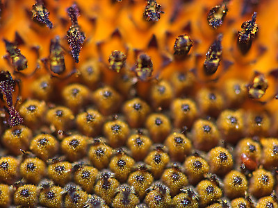 해바라기 사진 - Helianthus annuus Photos