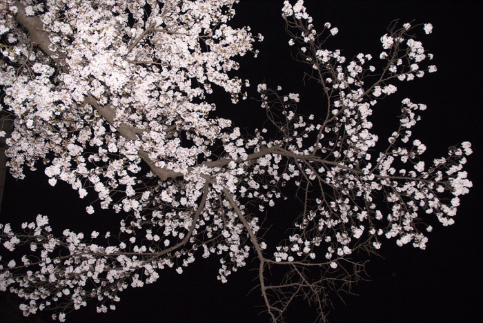 벚나무 - Prunus serrulata var. spontanea (Maxim.) E.H.Wilson