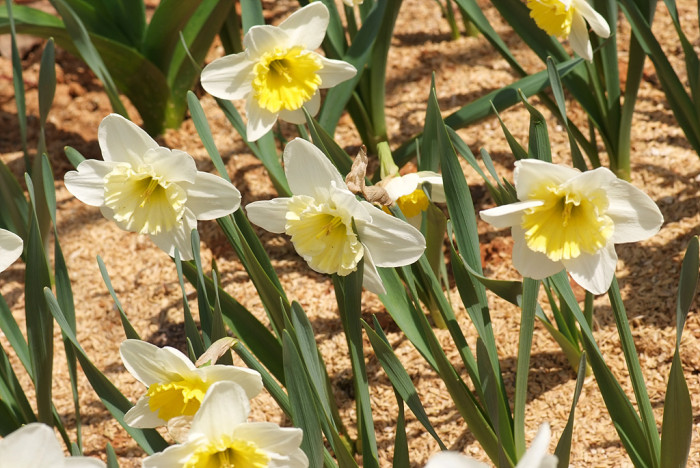 수선화 - daffodil, Narcissus tazetta var. chinensis