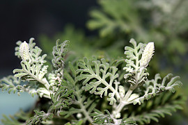 피나타라벤더 - Lavandula spp.