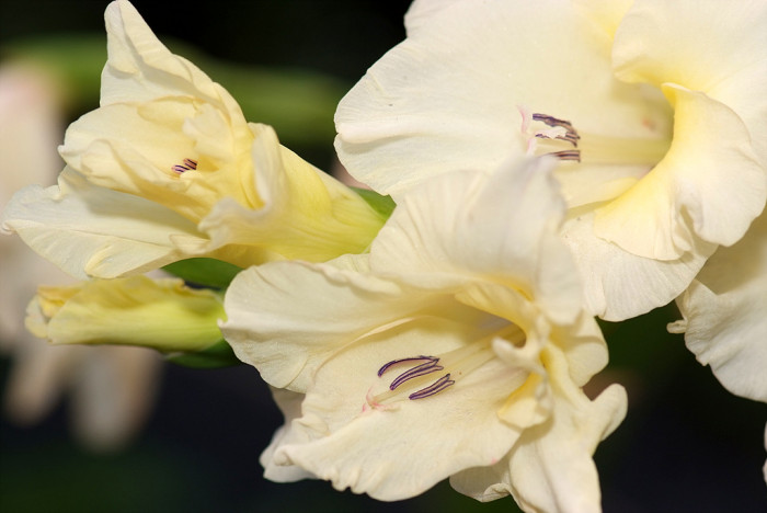 글라디올러스 - Gladiolus gandavensis Van Houtte