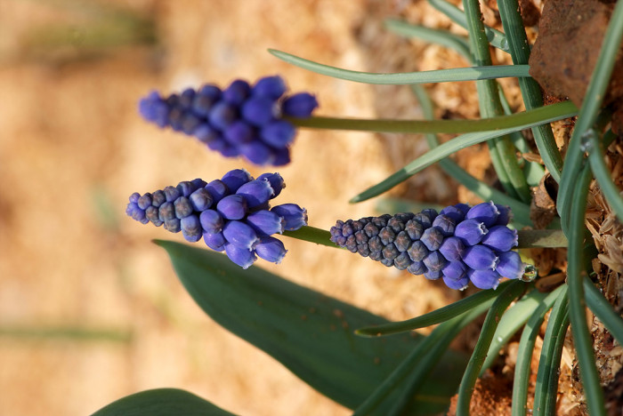 무스카리 - blue grape hyacinth, Muscari armeniacum.