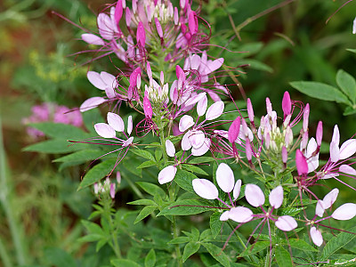 풍접초 사진 - Cleome spinosa Photos