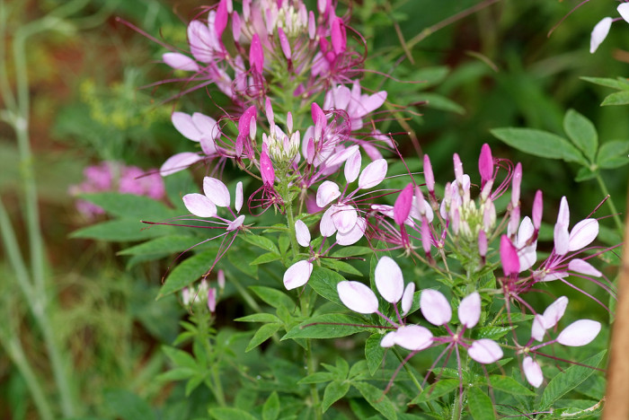 풍접초 - Cleome spinosa
