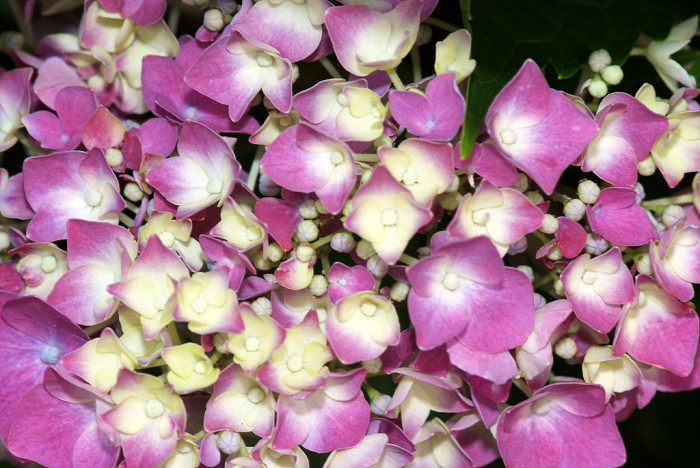 수국 - Hydrangea, Hydrangea macrophylla (Thunb.) Ser. for. otaksa (Siebold & Zucc.) E. H. Wilson