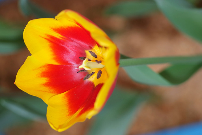 튤립 - Tulip, Tulipa gesneriana