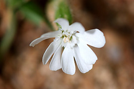 장구채 - Silene firma Siebold & Zucc.