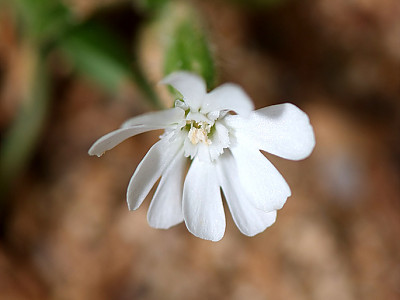 장구채 사진 - Silene firma Siebold & Zucc. Photos