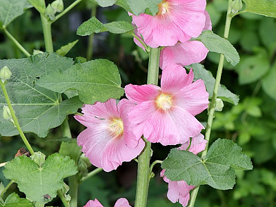 접시꽃 사진 - Althaea rosea Photos