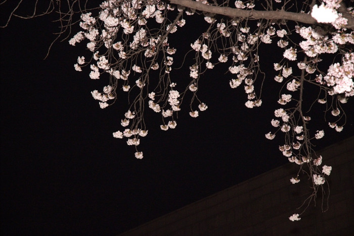 벚나무 - Prunus serrulata var. spontanea (Maxim.) E.H.Wilson