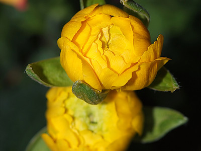 라넌큘러스 사진 - Ranunculus asiaticus Photos