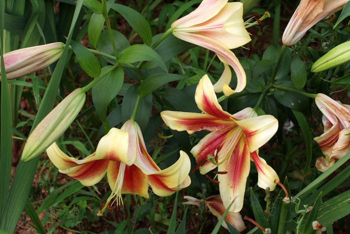 백합 - Lily, Lilium longiflorum Thunb.