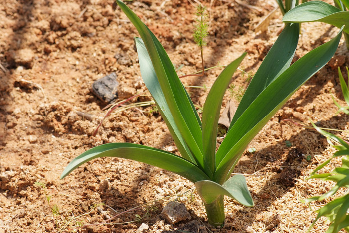알리움 - Allium  spp