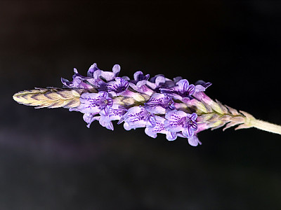 피나타라벤더 사진 - Lavandula spp. Photos
