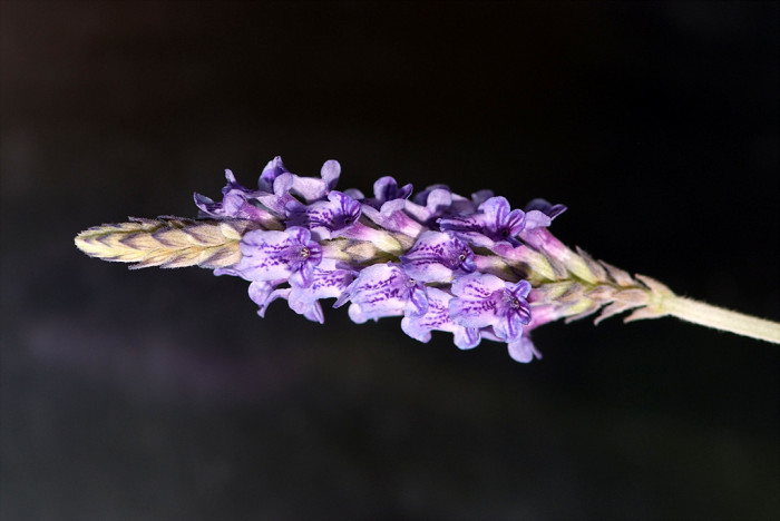 피나타라벤더 - Pinnata lavender, Lavandula spp.