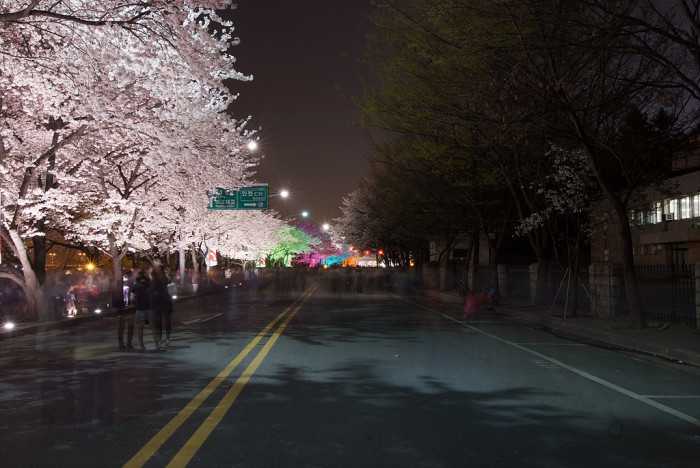 벚나무 - Prunus serrulata var. spontanea (Maxim.) E.H.Wilson