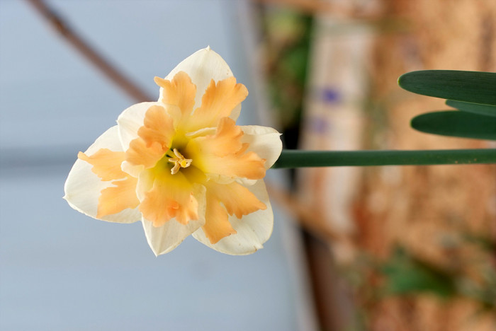 수선화 - daffodil, Narcissus tazetta var. chinensis