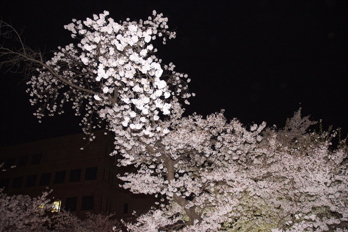 벚나무 - Prunus serrulata var. spontanea (Maxim.) E.H.Wilson
