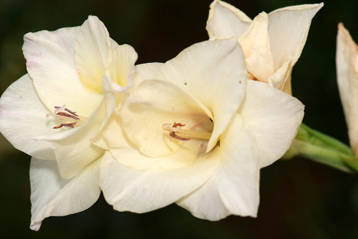 글라디올러스 - Gladiolus gandavensis Van Houtte