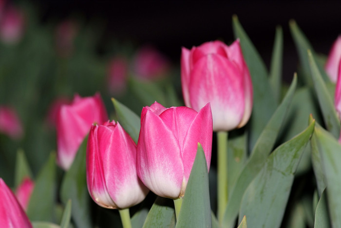 튤립 - Tulip, Tulipa gesneriana