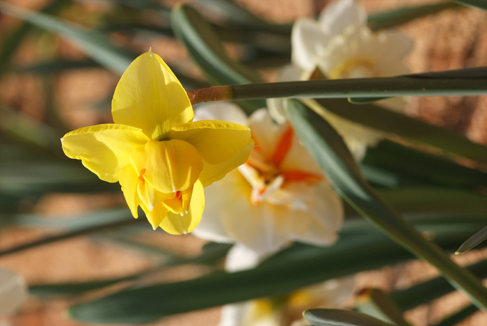 수선화 - daffodil, Narcissus tazetta var. chinensis