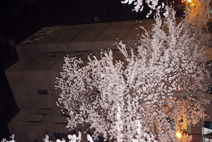 벚나무 - Prunus serrulata var. spontanea (Maxim.) E.H.Wilson