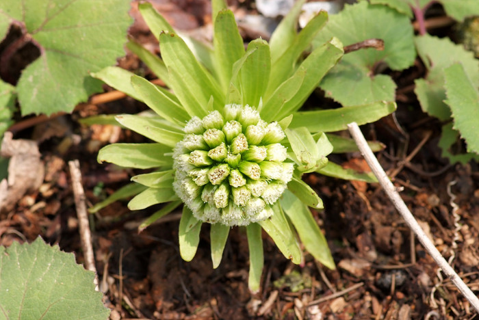 머위 - Butterbur, Petasites japonicus (Siebold & Zucc.) Maxim.