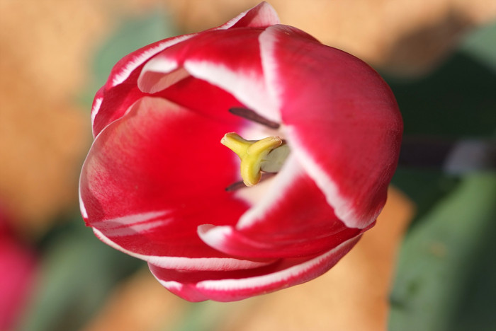튤립 - Tulip, Tulipa gesneriana