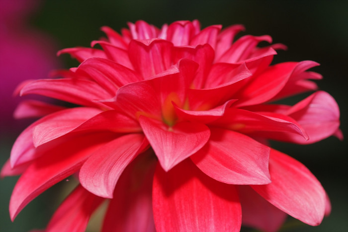 다알리아 - YELLOw BAIRD, Dahlia pinnata Cav.