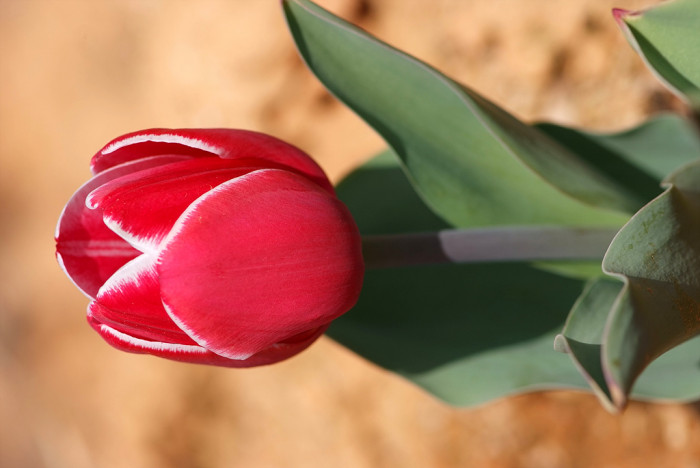 튤립 - Tulip, Tulipa gesneriana