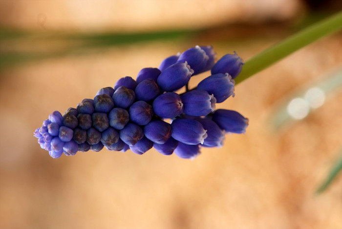 무스카리 - blue grape hyacinth, Muscari armeniacum.