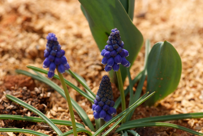 무스카리 - blue grape hyacinth, Muscari armeniacum.