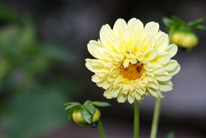 다알리아 - YELLOw BAIRD, Dahlia pinnata Cav.