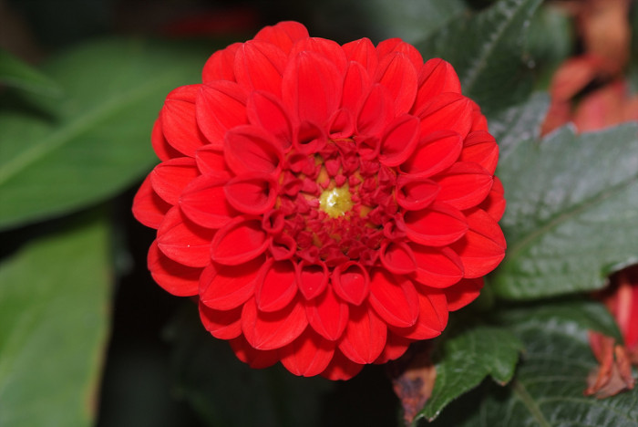 다알리아 - YELLOw BAIRD, Dahlia pinnata Cav.