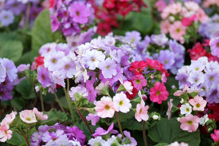 프리뮬러 - Primula, Primula polyantha