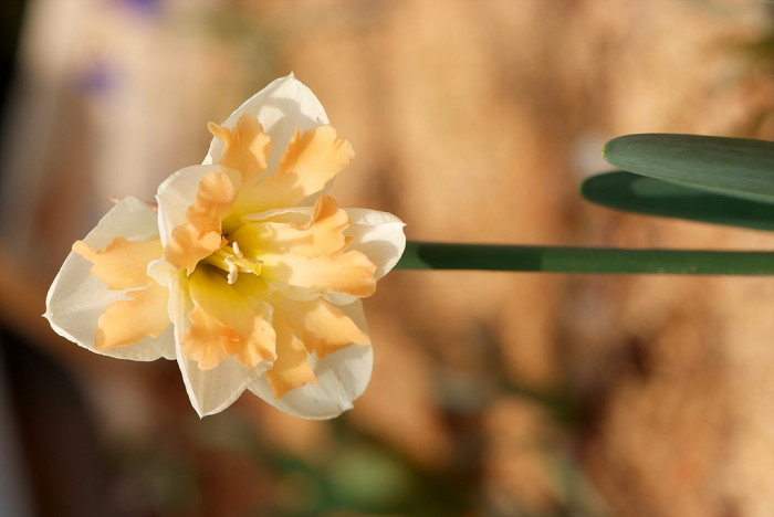 수선화 - daffodil, Narcissus tazetta var. chinensis