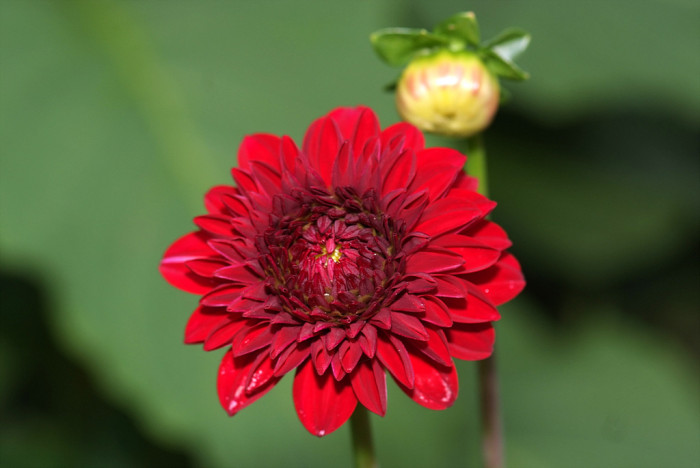 다알리아 - YELLOw BAIRD, Dahlia pinnata Cav.