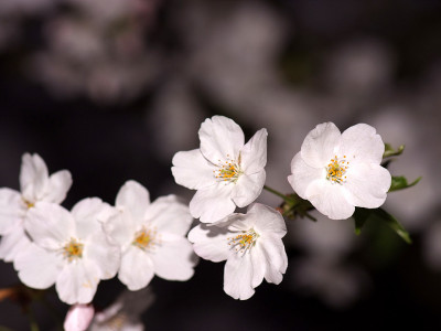 벚나무 사진 - Prunus serrulata var. spontanea (Maxim.) E.H.Wilson Photos